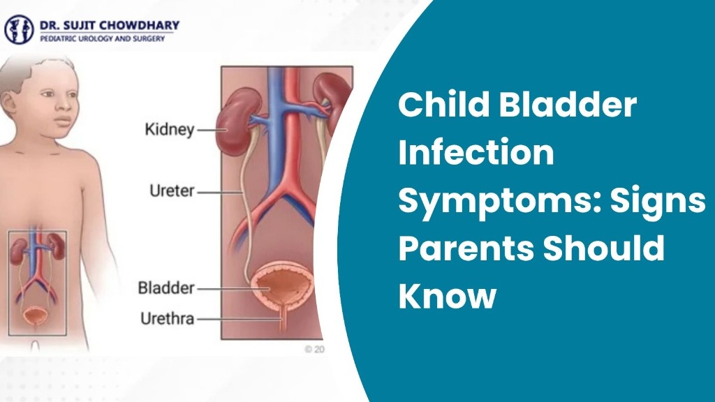 Child Bladder Infection Symptoms: Signs Parents Should Know - Pediatric Urinary System Anatomy